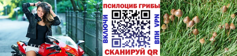 Купить  Малаховка  Галлюциногенные грибы Psilocybine cubensis 